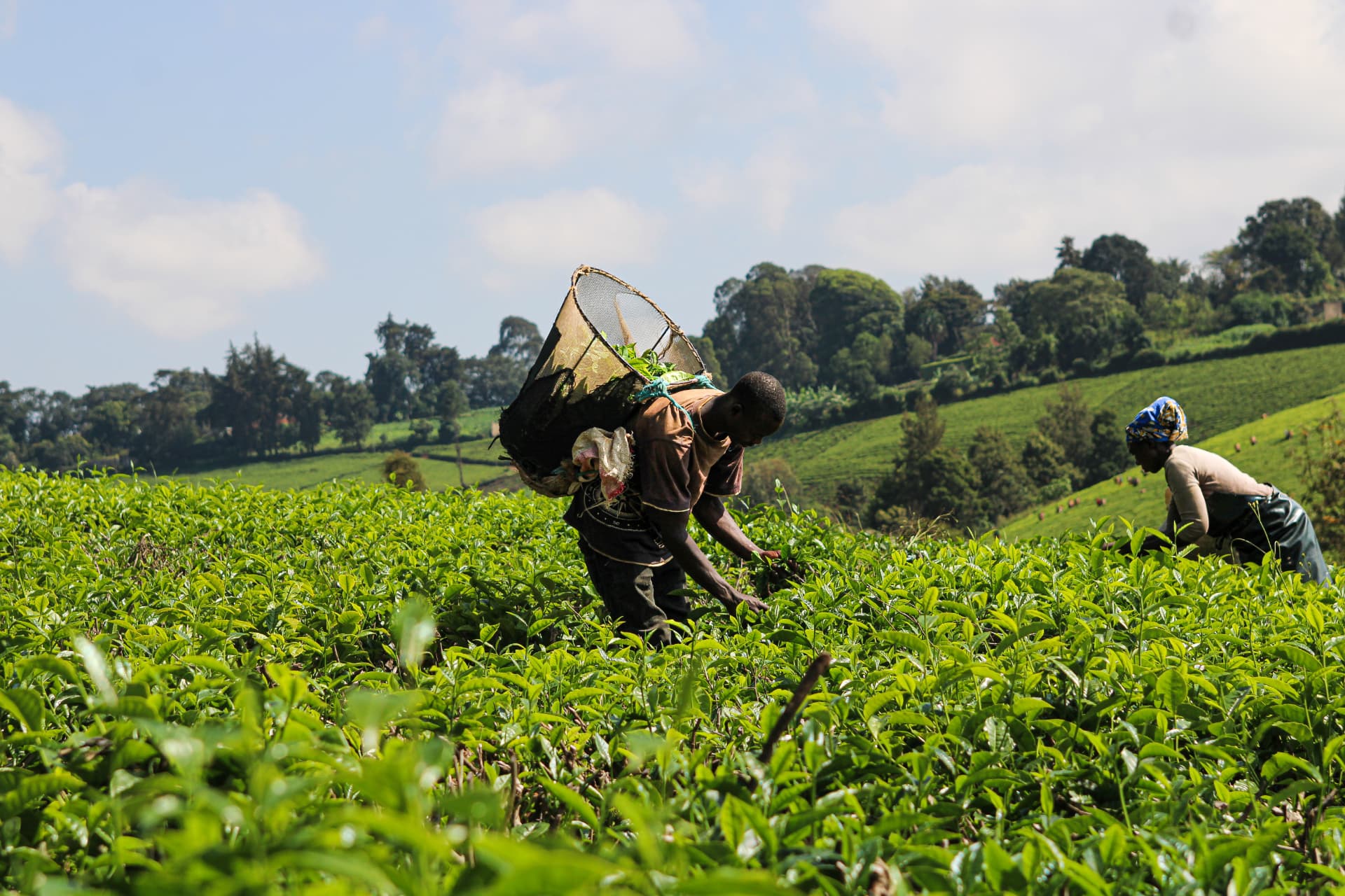 Tea Country